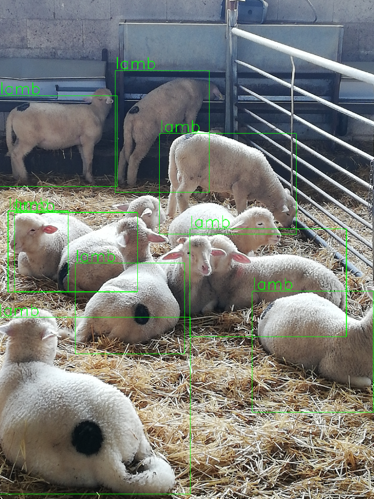 El uso de tecnologías de Inteligencia Artificial mejorará la eficiencia en la tipificación del ovino